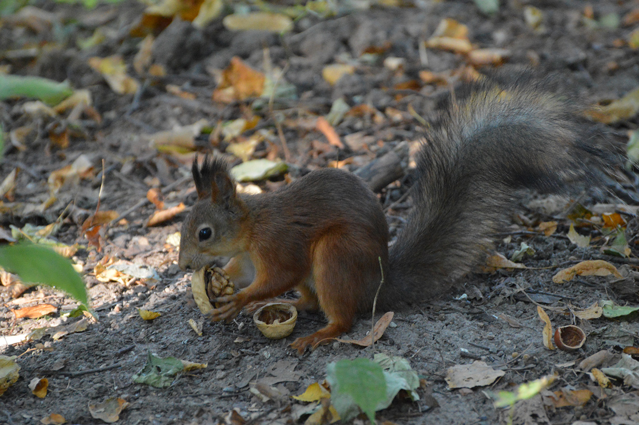 photo "***" tags: nature, misc., Moscow, park, squirrel, Царицыно, белки, белочка, животные