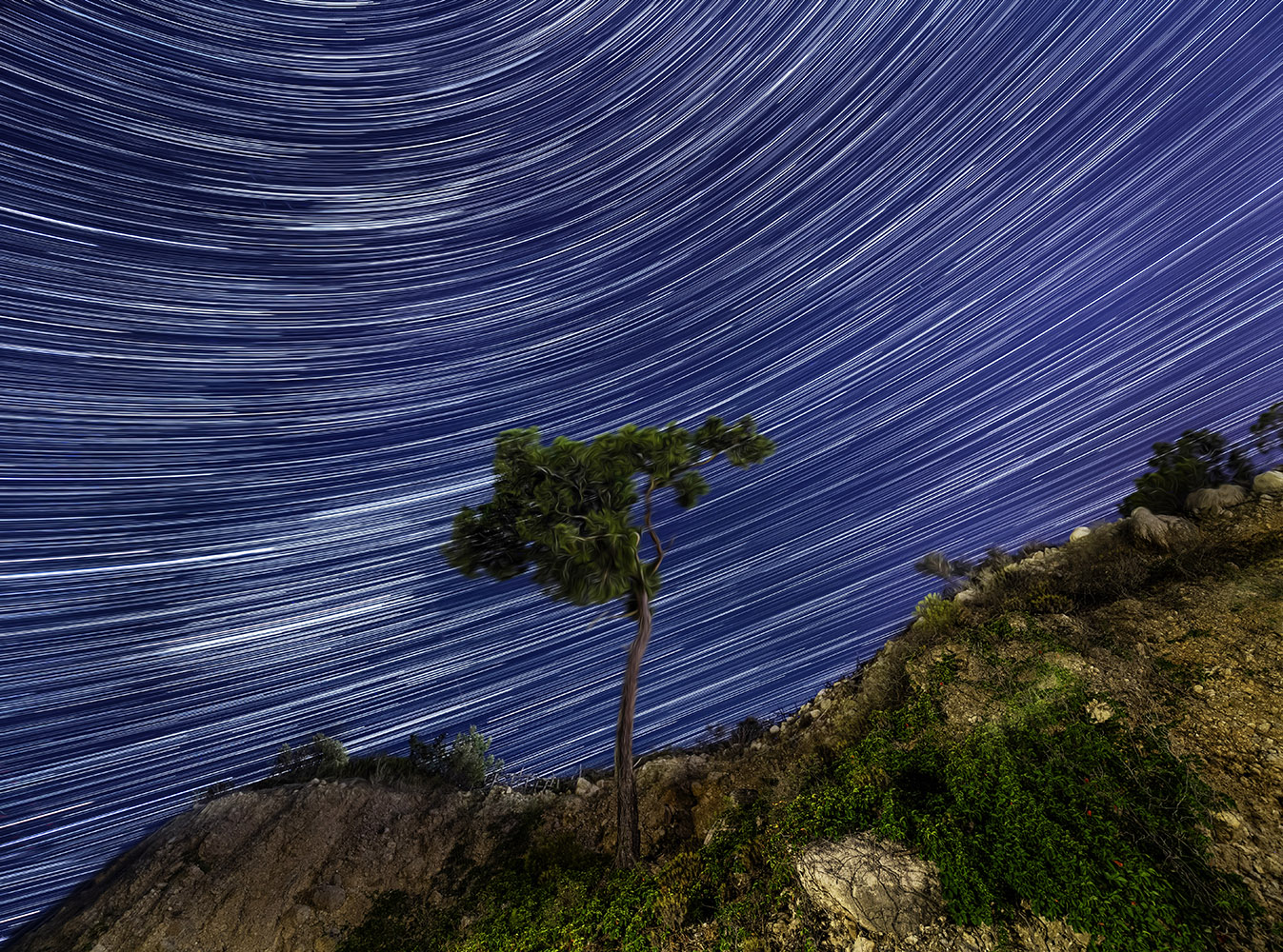 photo "Ночь, дерево" tags: landscape, 