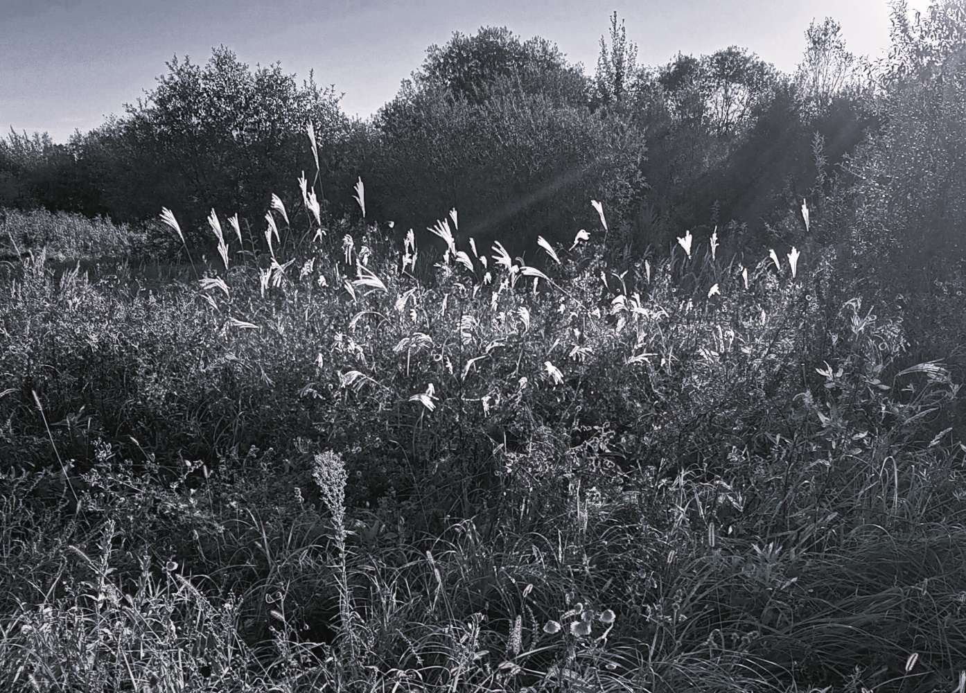 photo "***" tags: black&white, landscape, 