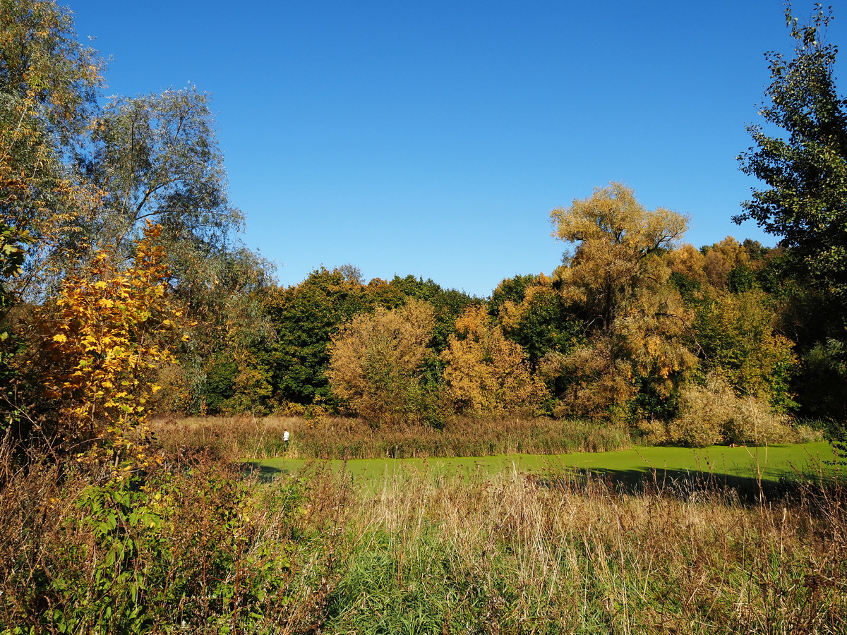 photo "***" tags: nature, autumn, river, бкрег
