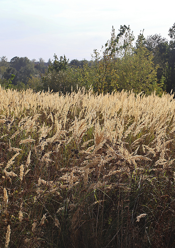 photo "***" tags: nature, landscape, 