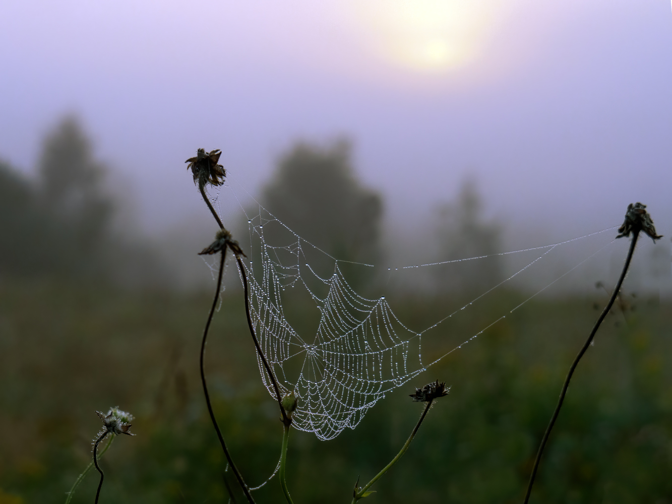 photo "***" tags: nature, macro and close-up, 