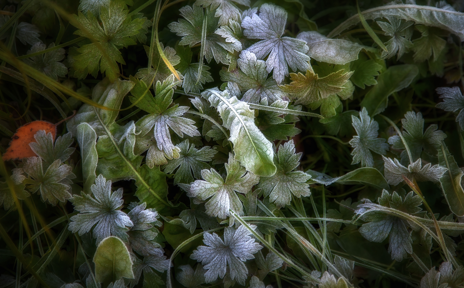 photo "***" tags: nature, macro and close-up, 