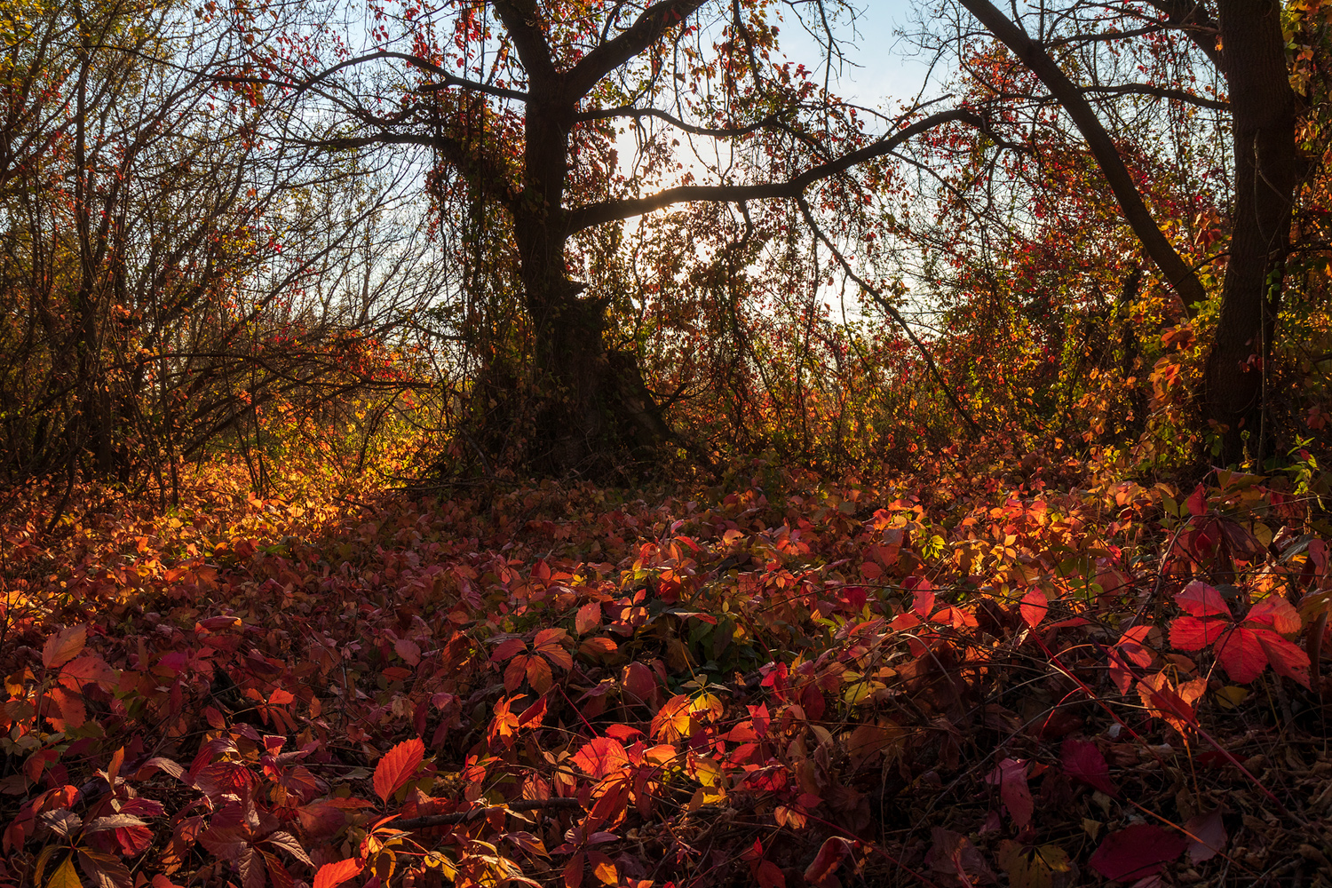 photo "***" tags: nature, 