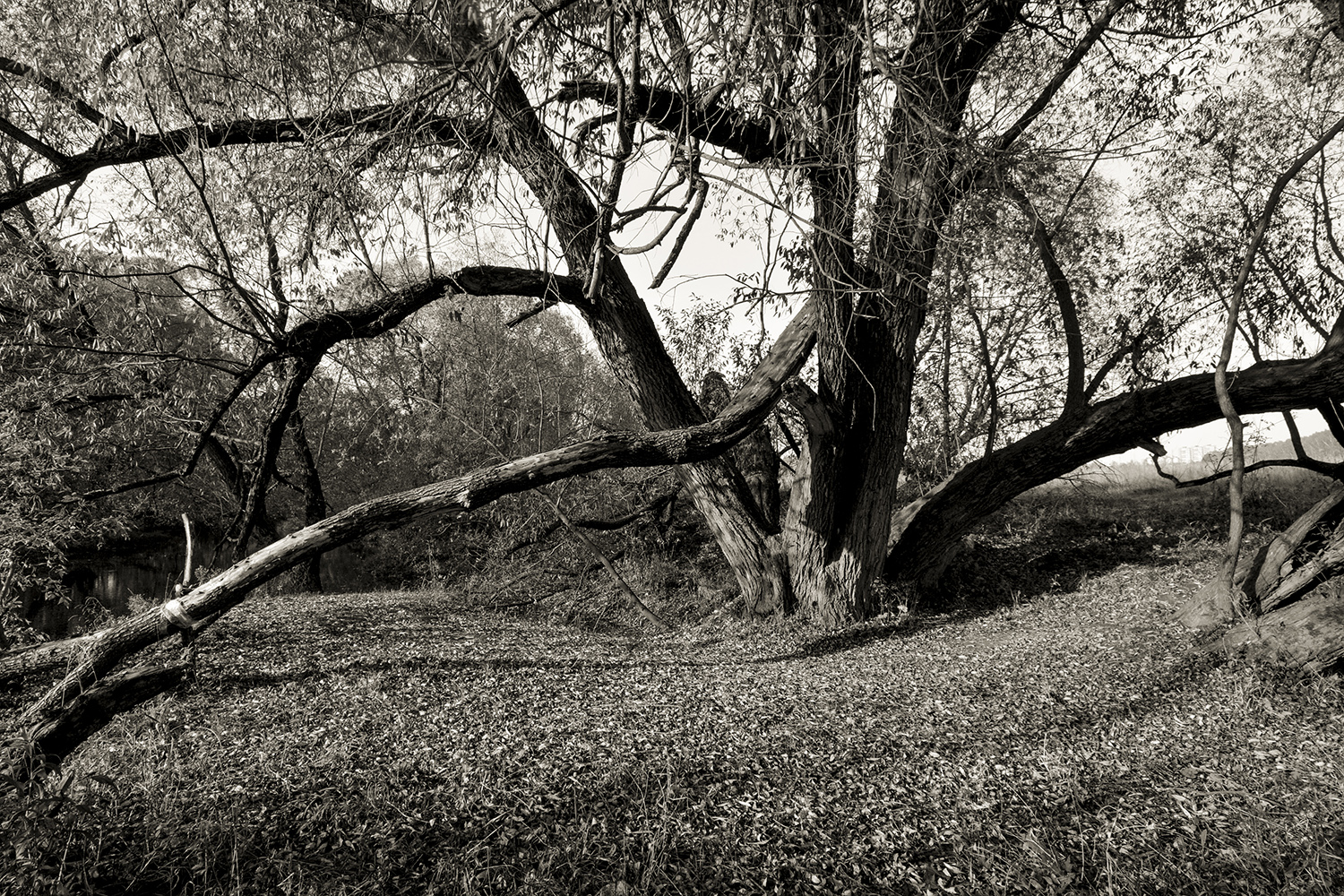 photo "***" tags: nature, 