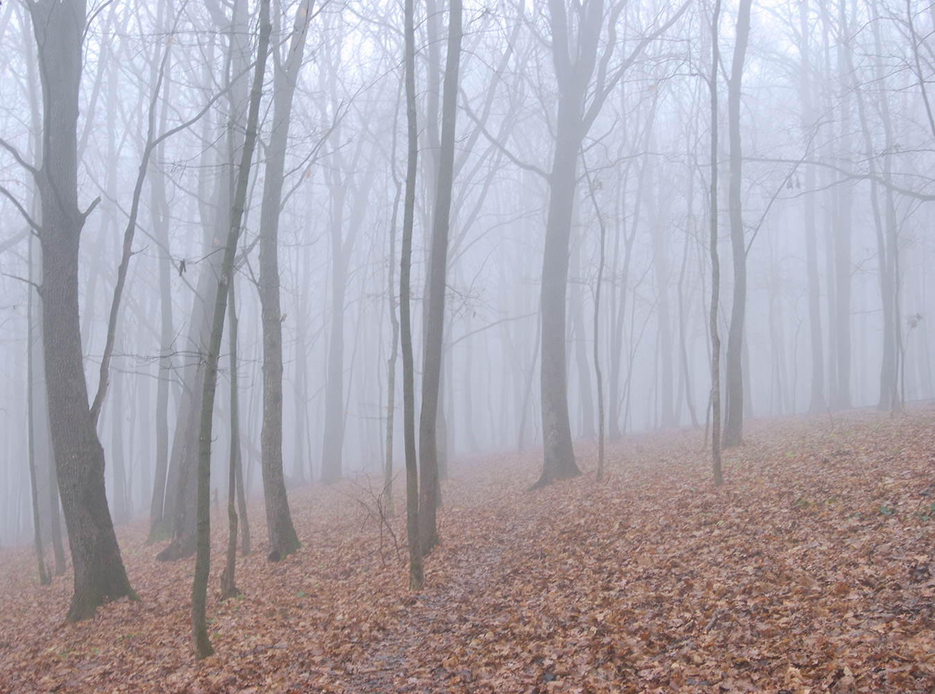 photo "***" tags: landscape, autumn, fog