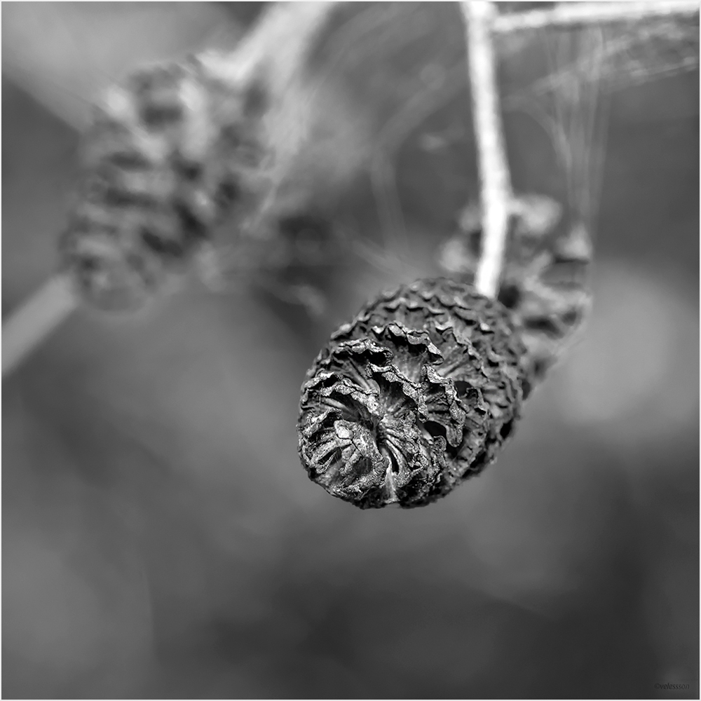 photo "***" tags: nature, black&white, 