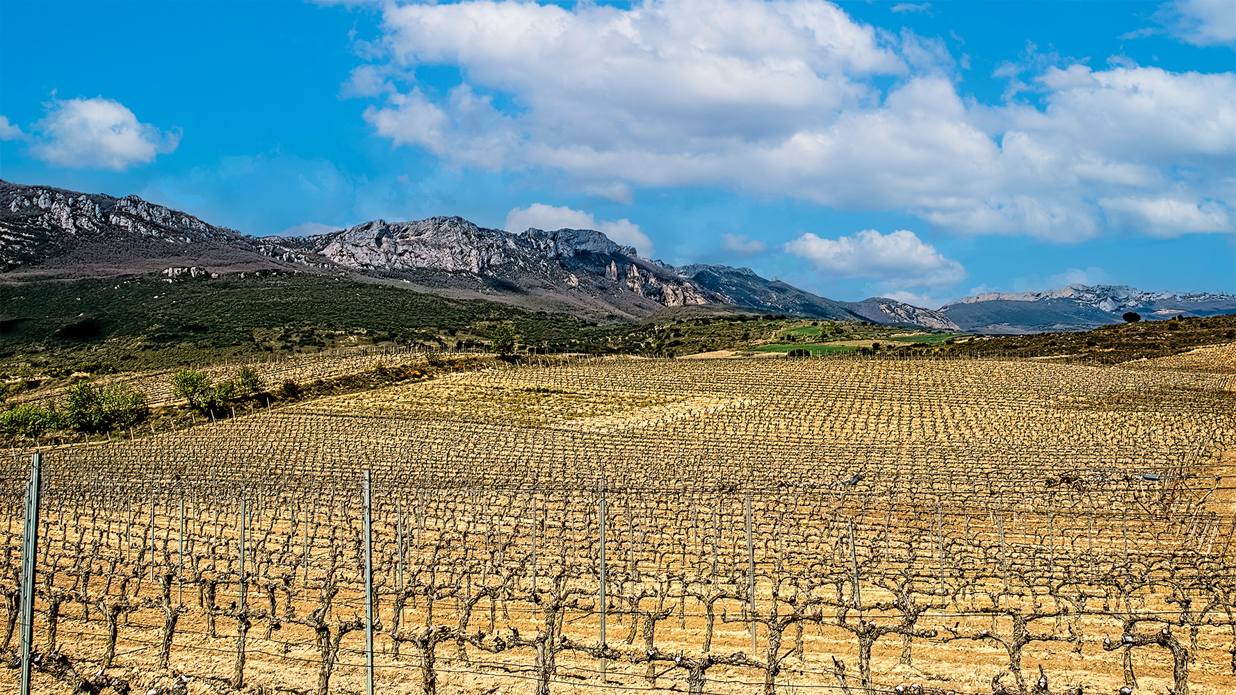 photo "Grape Plantation" tags: landscape, 