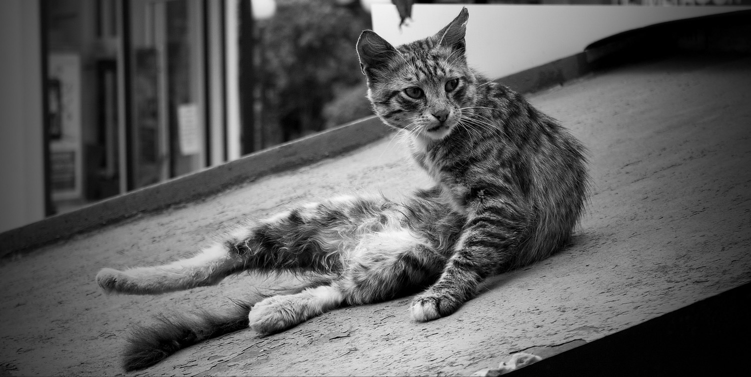 фото "утренняя гигиена" метки: черно-белые, разное, природа, гигиена, кот, коты, котэ, кошка, кошки