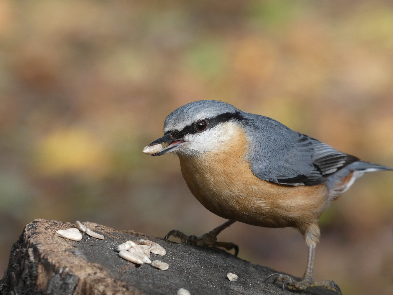 photo "***" tags: nature, wild animals