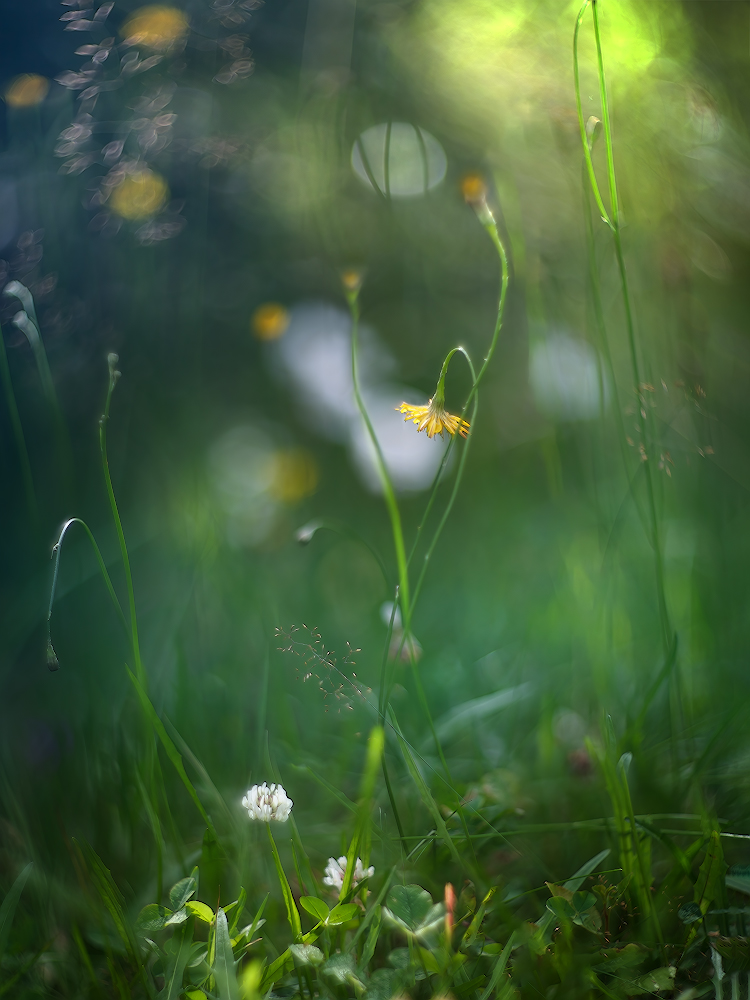 photo "***" tags: nature, macro and close-up, 