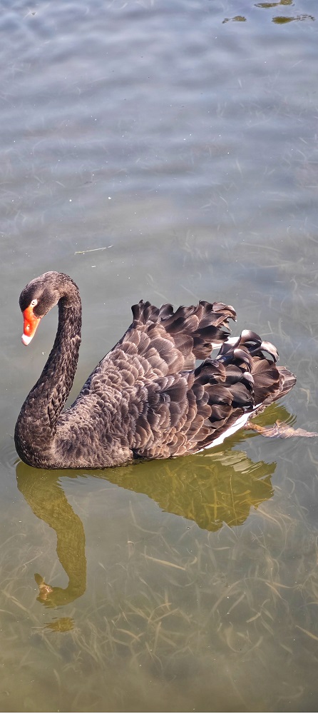 photo "The black swan in the pond" tags: travel, landscape, city, Asia, autumn, flowers, forest, girl, mountains, night, pets/farm animals, summer, sun, sunset, water, woman