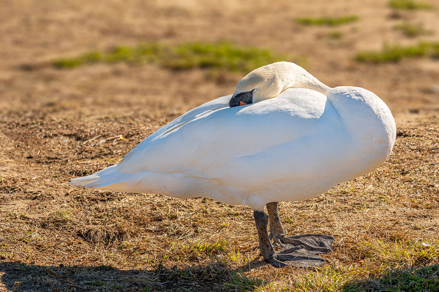 photo "Swan" tags: nature, wild animals bird