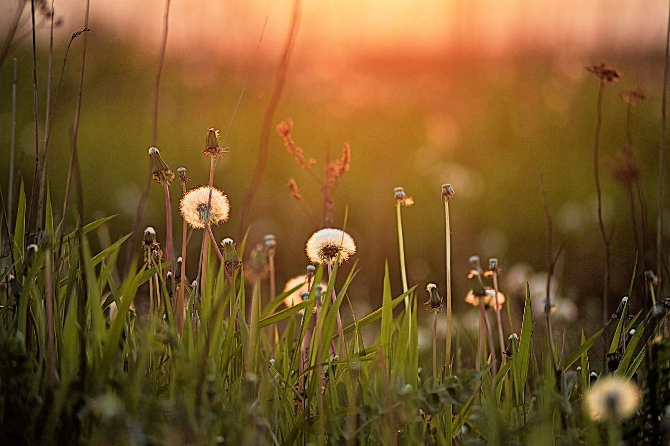 photo "***" tags: nature, summer, Ягоды
