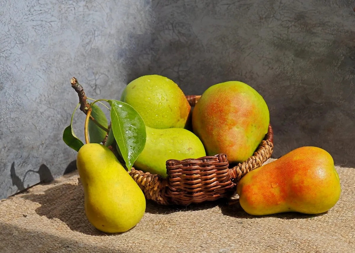 photo "***" tags: still life, груши, корзиночка, урожай