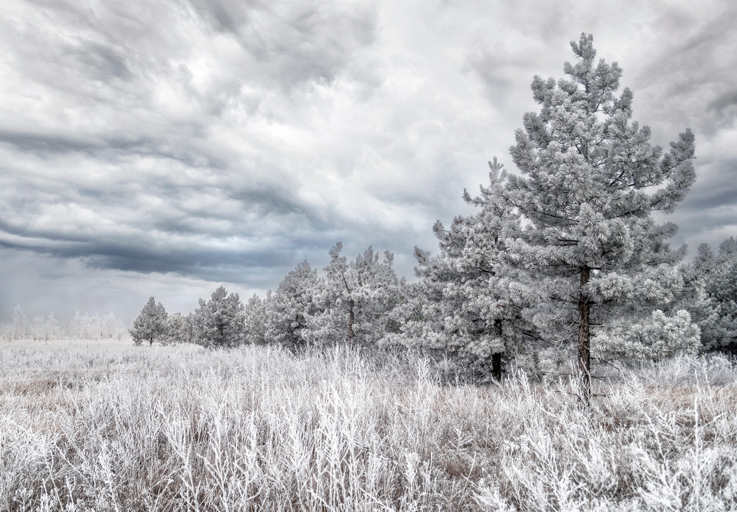photo "***" tags: landscape, nature, hoarfrost, snow, winter, сосны
