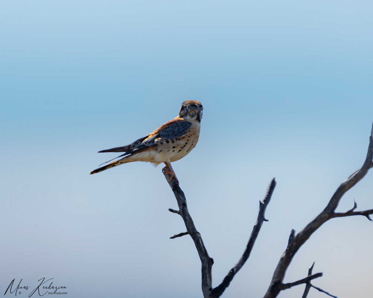 фото "American Kestrel" метки: природа, 