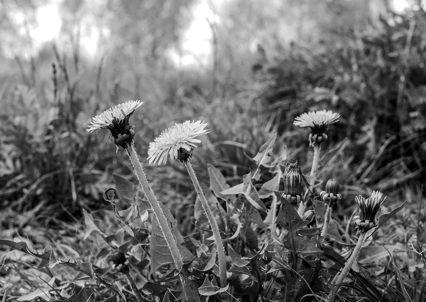 photo "***" tags: nature, 
