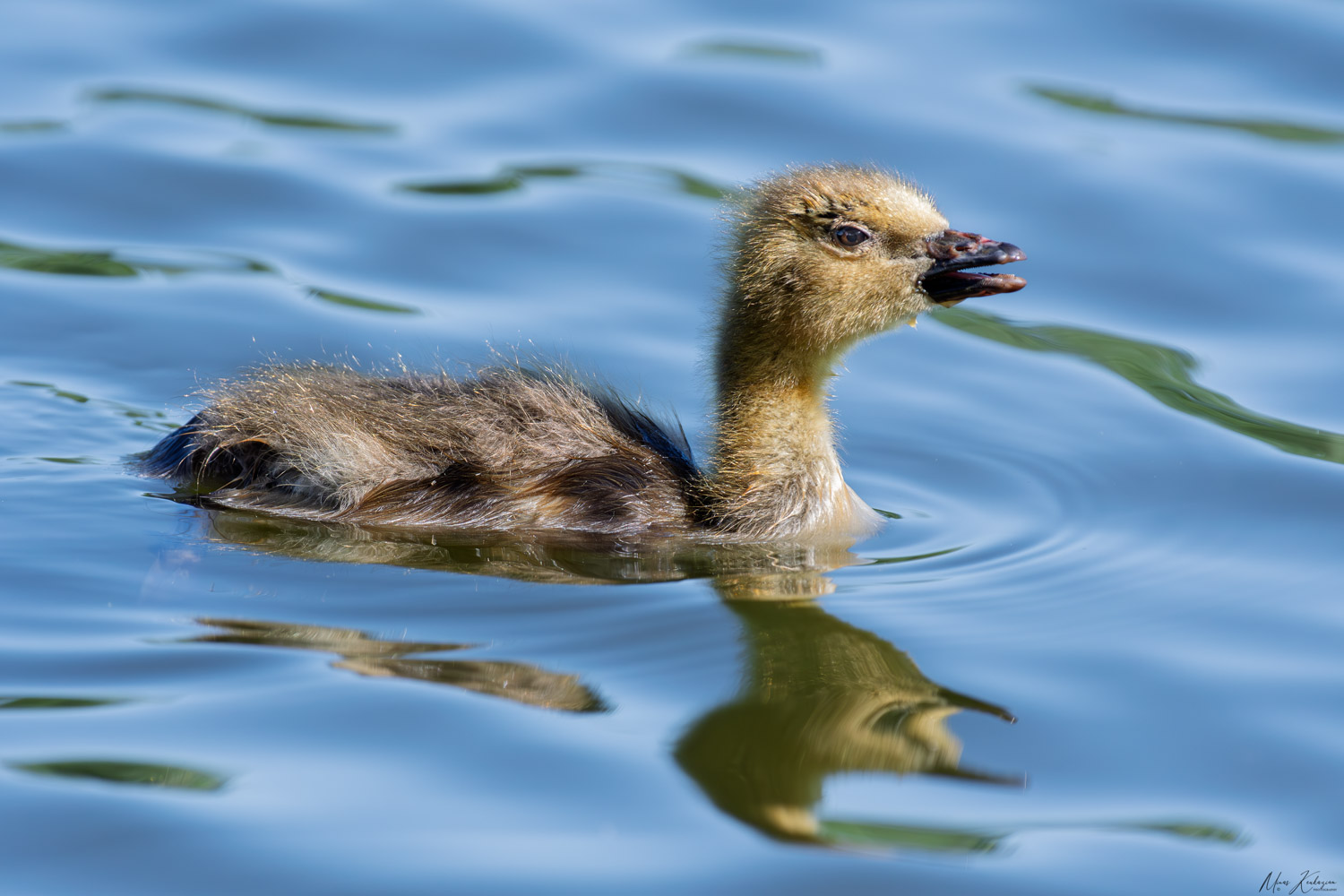 фото "Baby Canada geese" метки: природа, wild animals bird