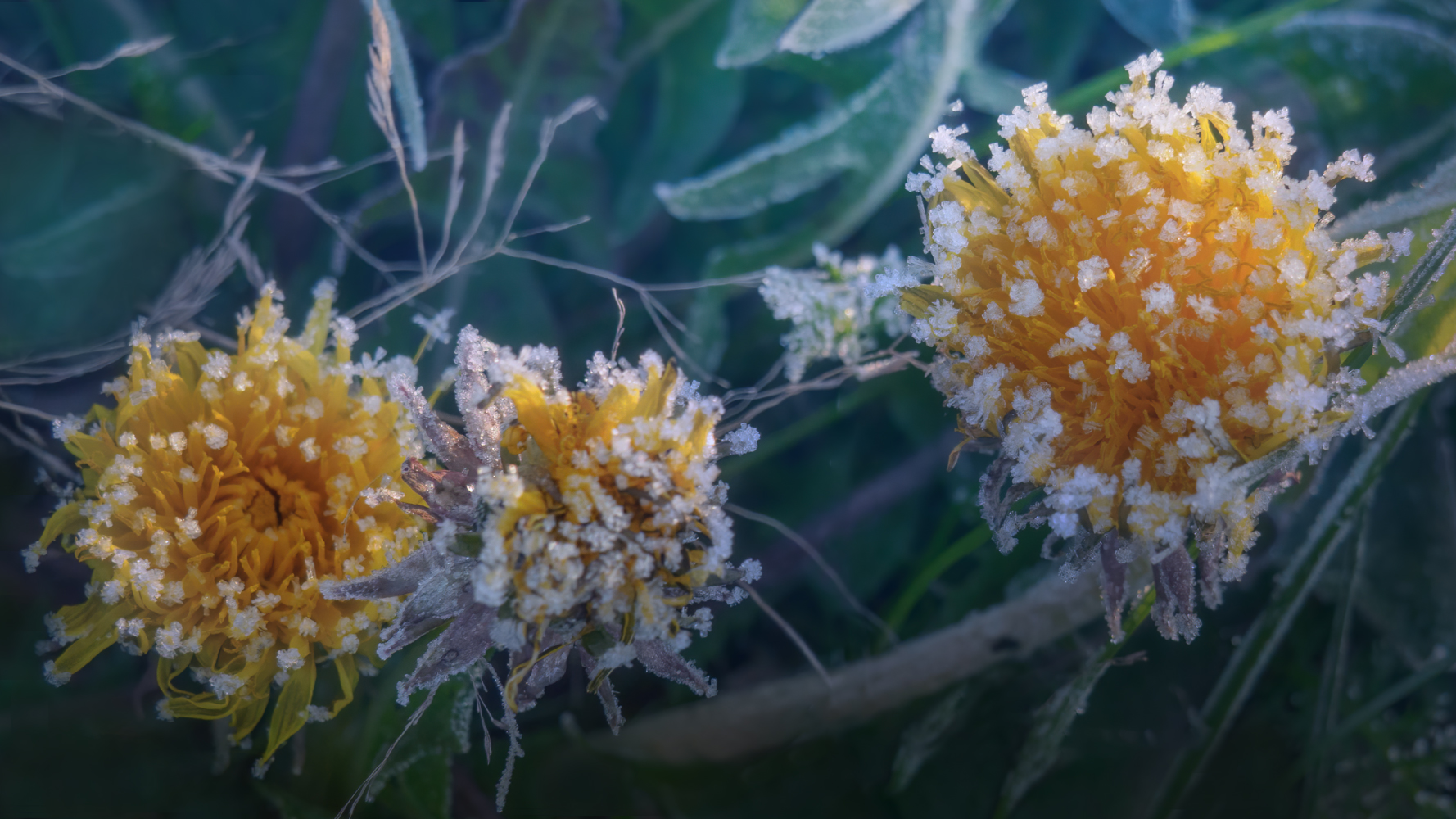 photo "***" tags: nature, macro and close-up, 
