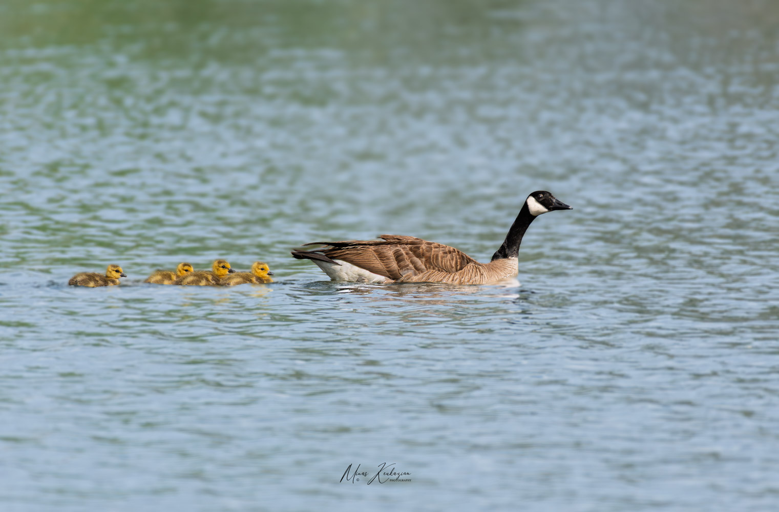 фото "Canada geese with babies" метки: природа, wild animals bird