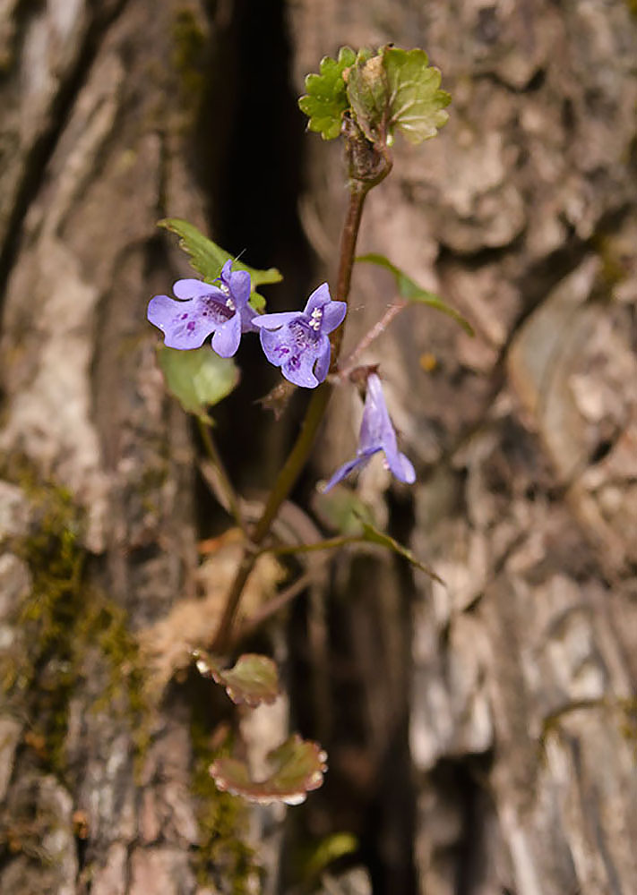 photo "***" tags: nature, 