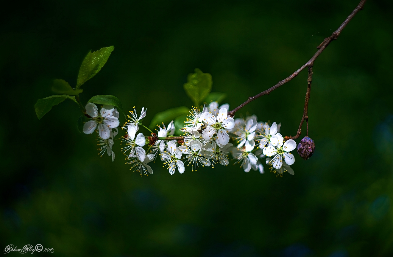 photo "***" tags: nature, macro and close-up, 