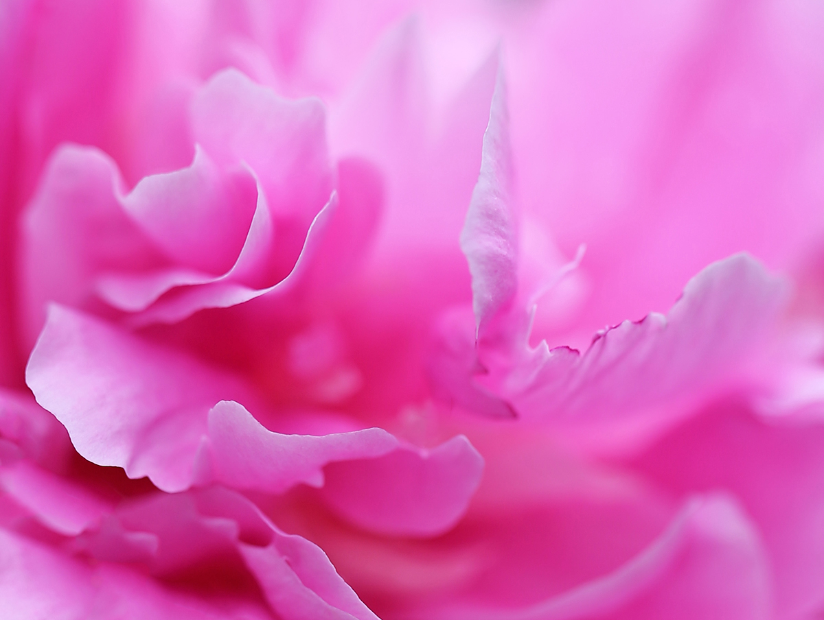 photo "***" tags: macro and close-up, 