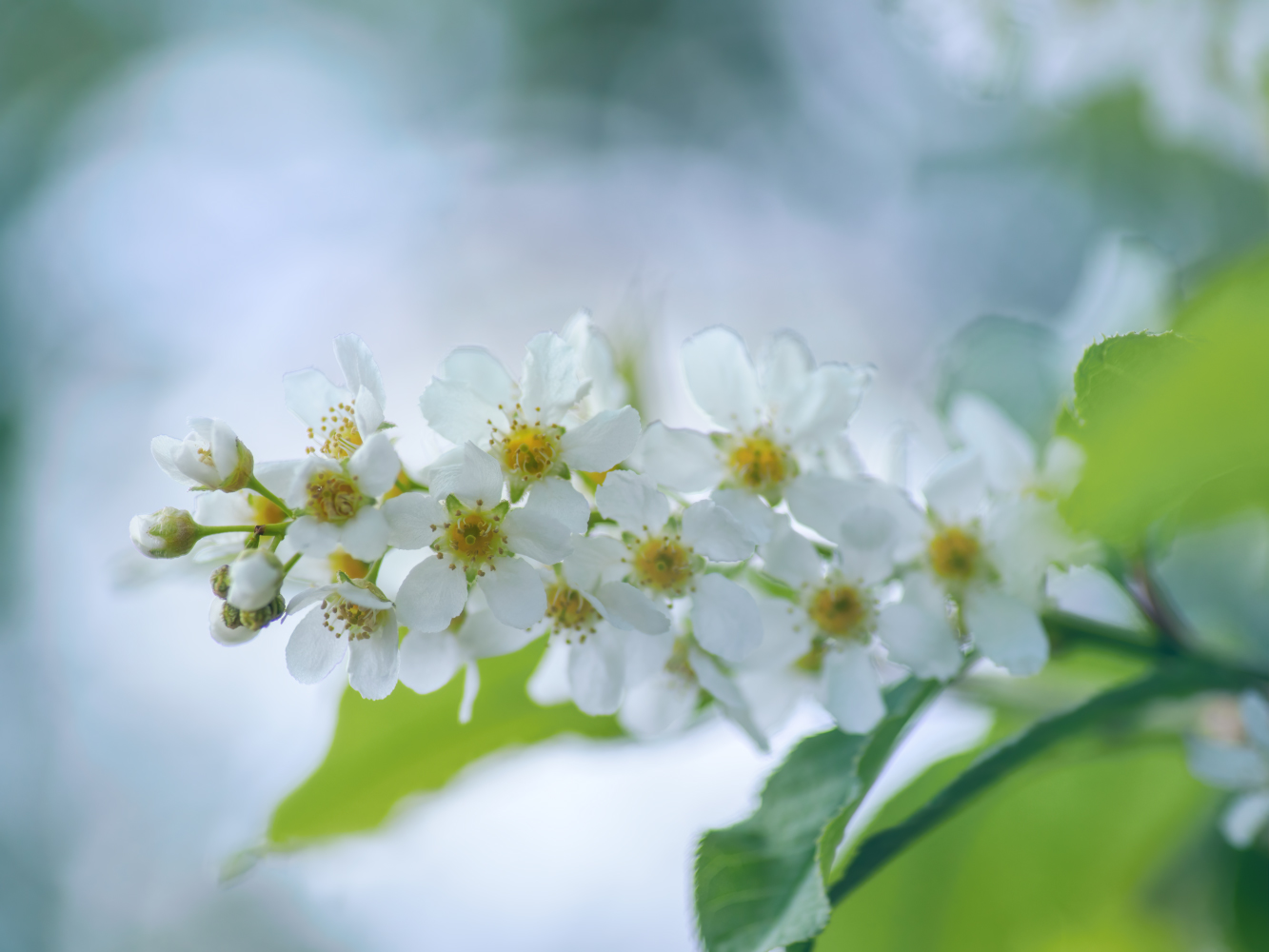photo "***" tags: nature, macro and close-up, 