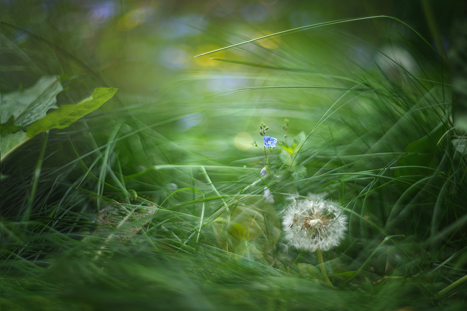 photo "***" tags: macro and close-up, nature, 