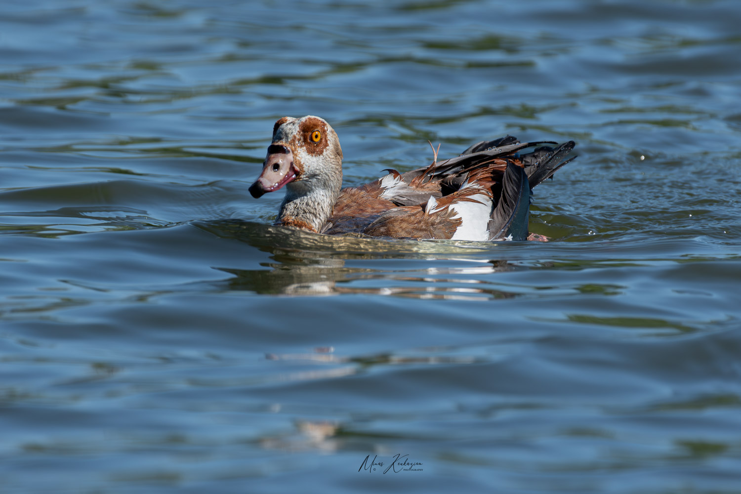 фото "Egyptian goose" метки: природа, wild animals bird