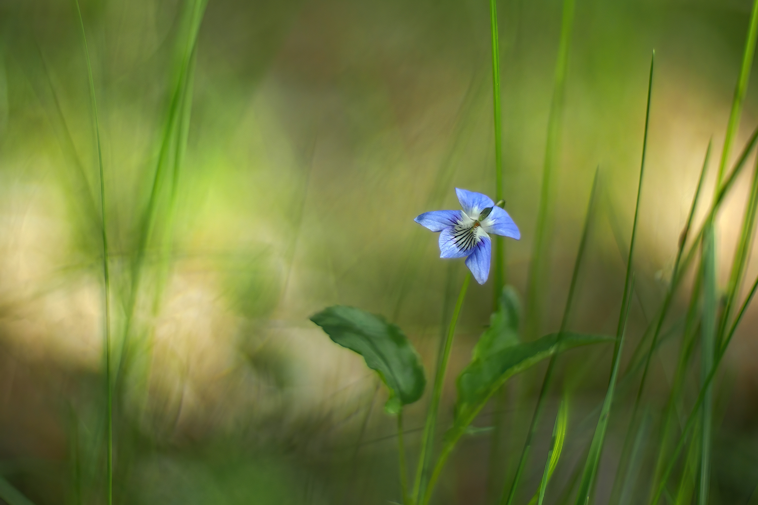 photo "***" tags: nature, macro and close-up, 