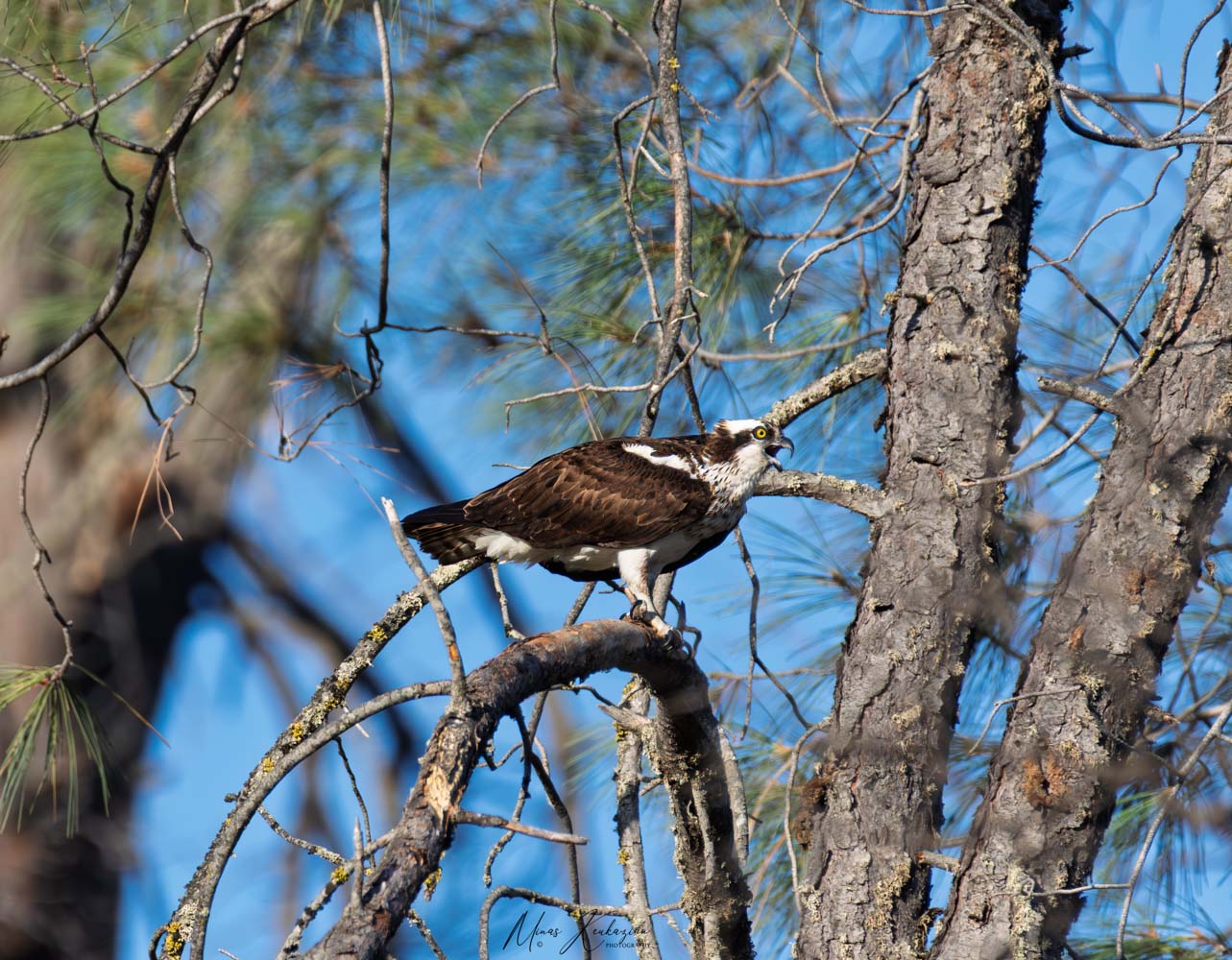фото "Osprey" метки: природа, wild animals bird