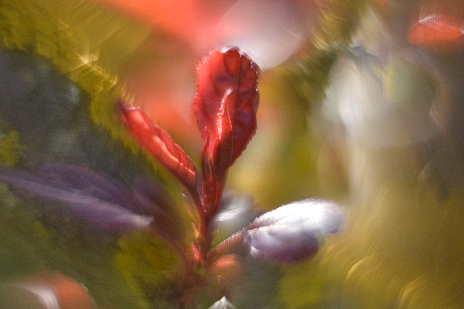 photo "***" tags: nature, 