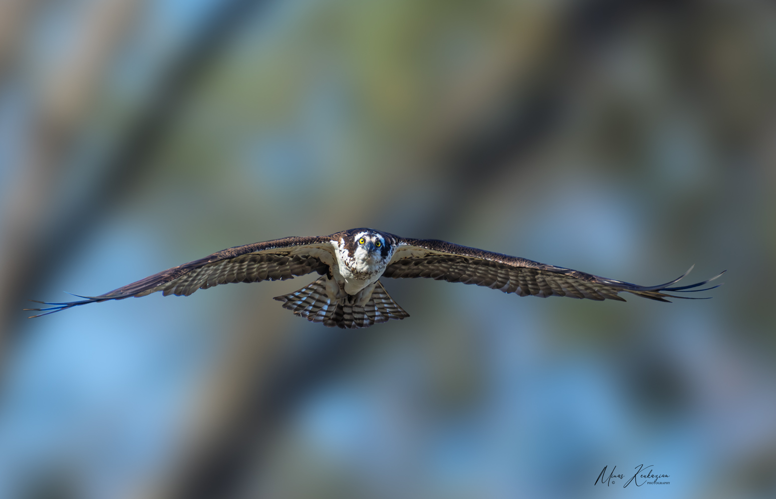 фото "Osprey" метки: природа, wild animals bird