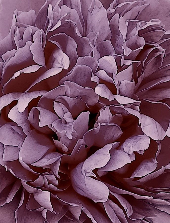 photo "***" tags: macro and close-up, 