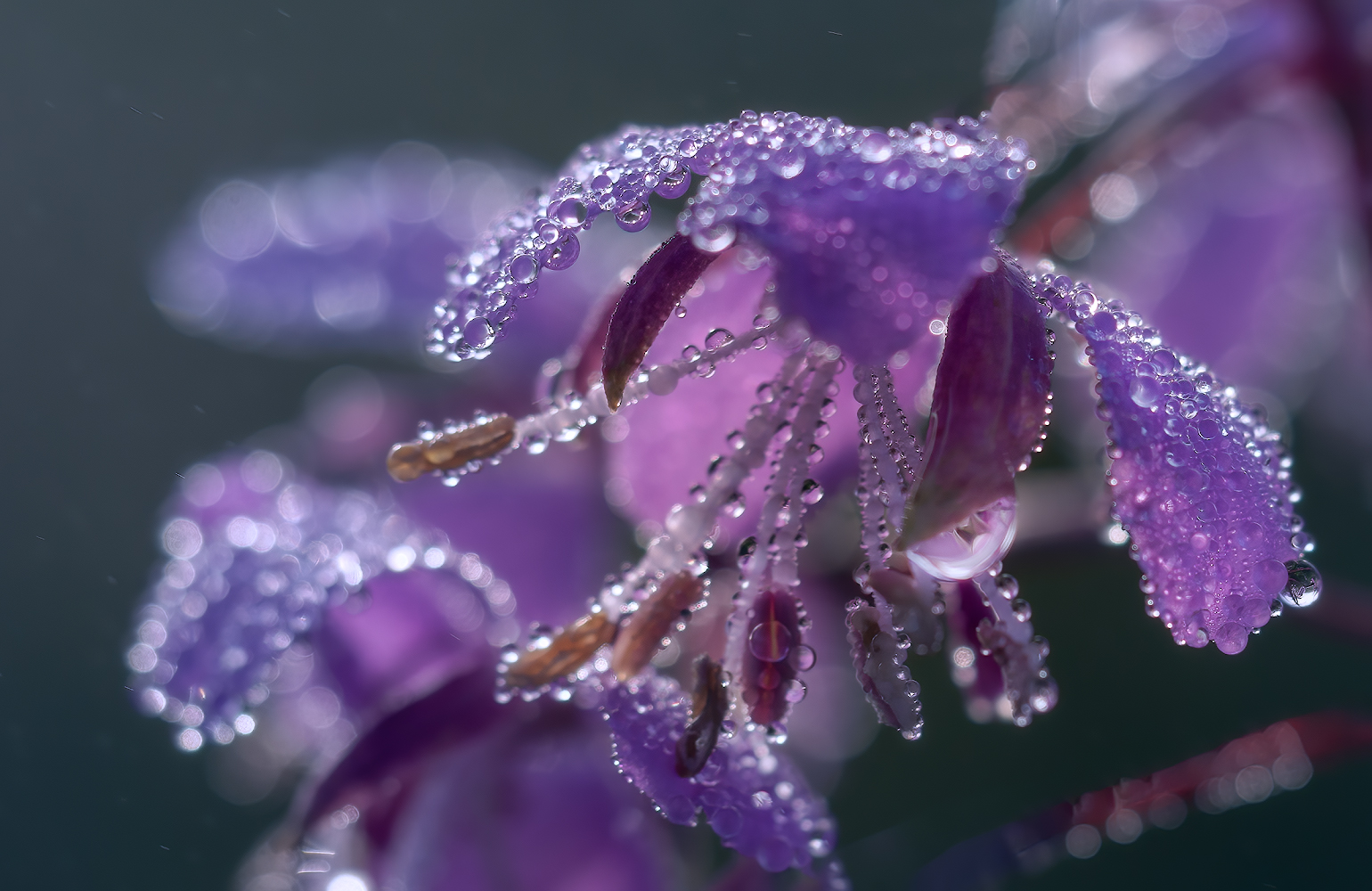 photo "***" tags: nature, macro and close-up, 