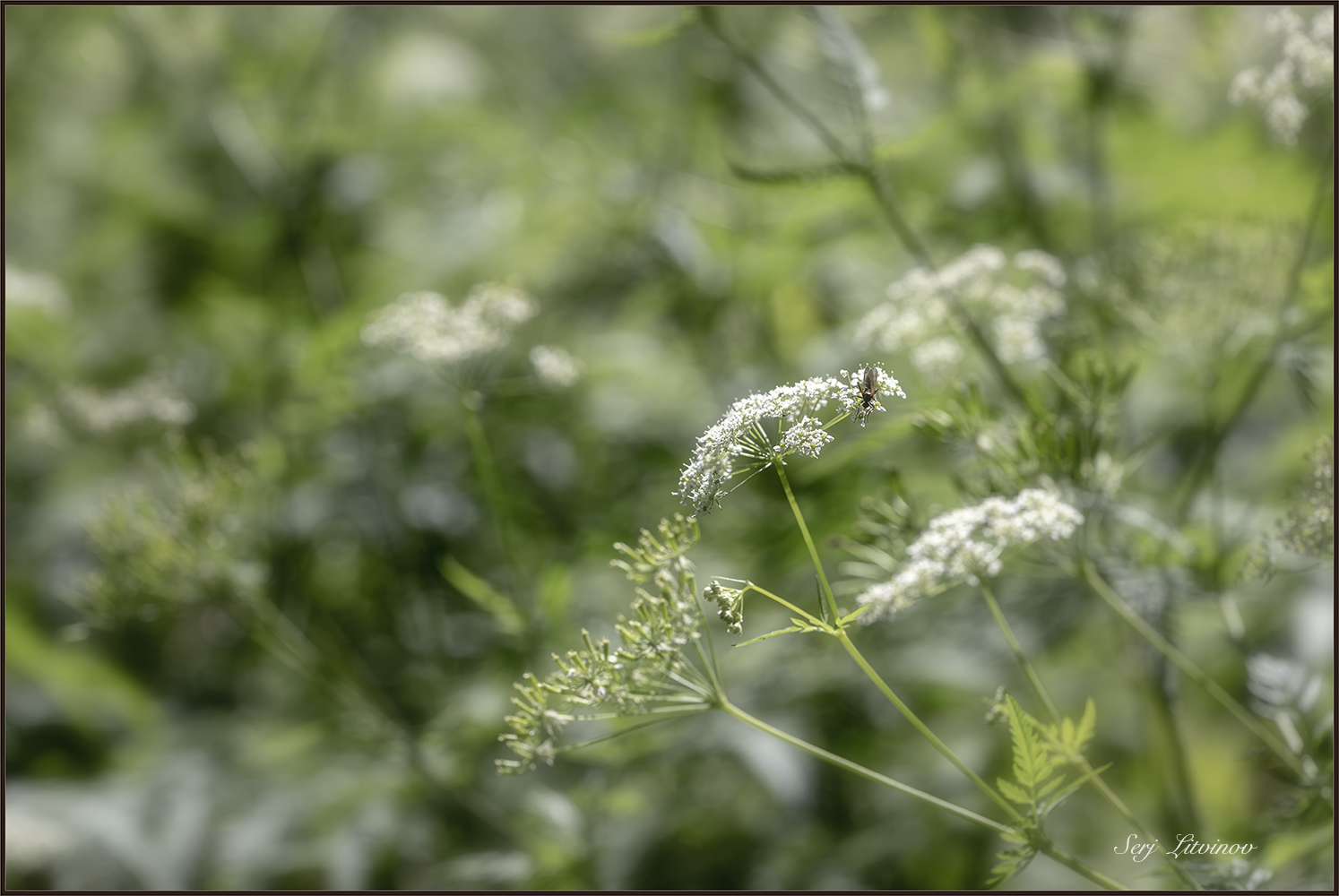 photo "***" tags: nature, 