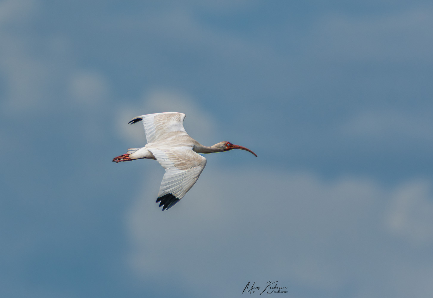 фото "White Ibis" метки: природа, wild animals bird