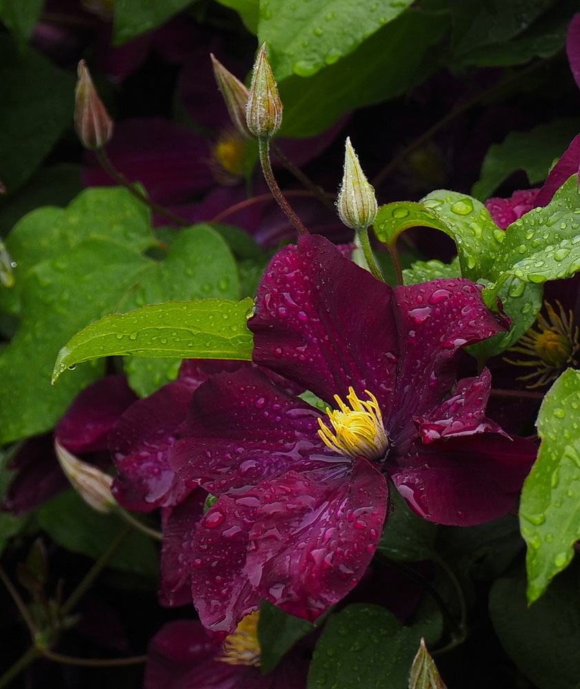 photo "***" tags: macro and close-up, flowers, rain