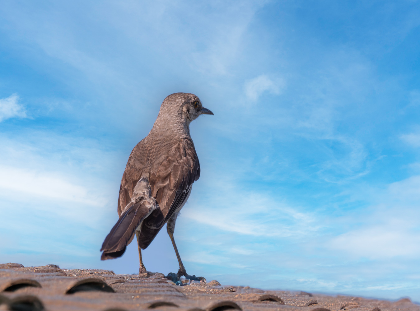 фото "Bahama Mockingbird" метки: природа, wild animals bird
