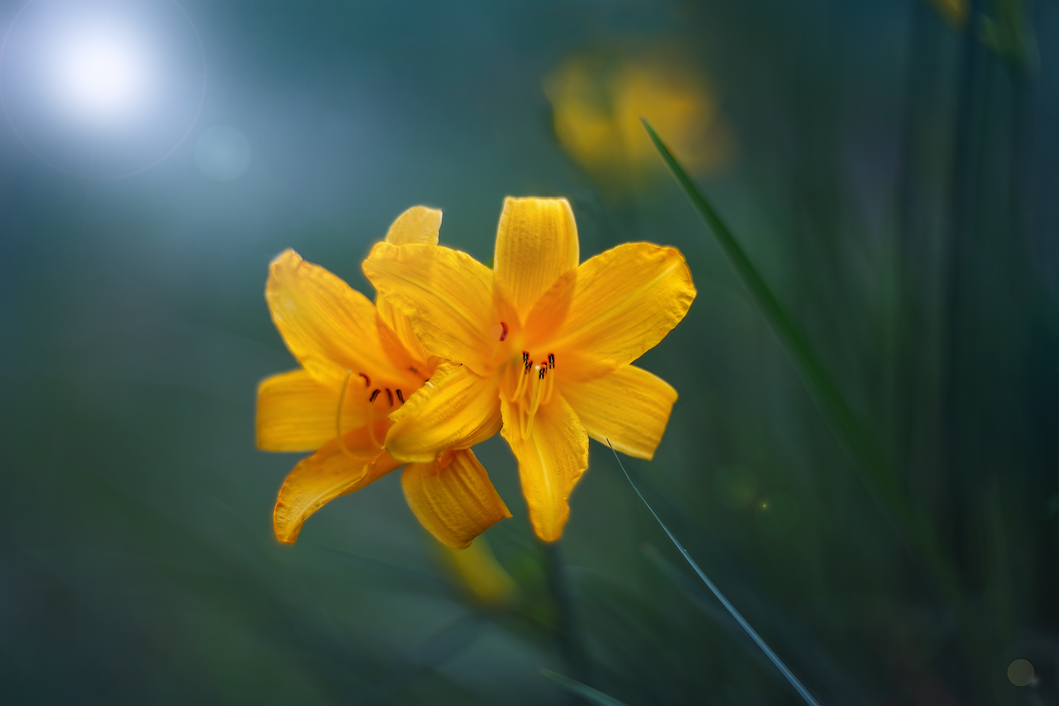 photo "***" tags: macro and close-up, nature, 