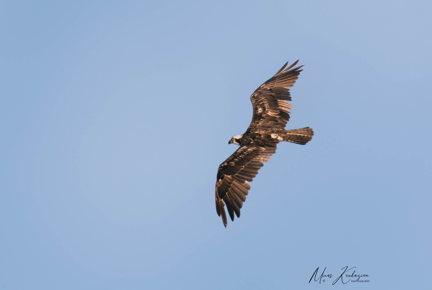 фото "Osprey" метки: природа, wild animals bird