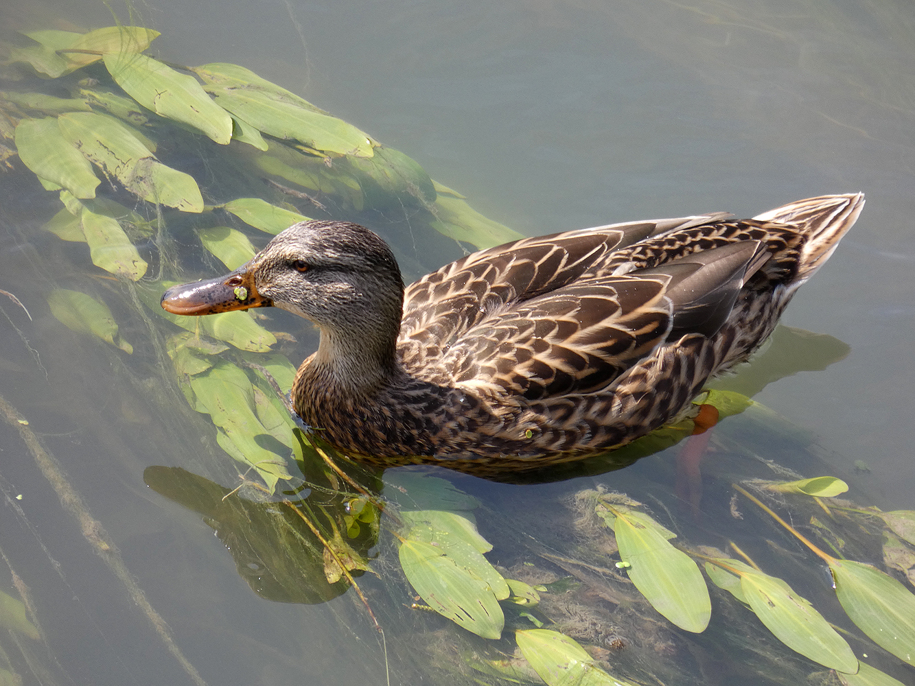 photo "***" tags: macro and close-up, wild animals