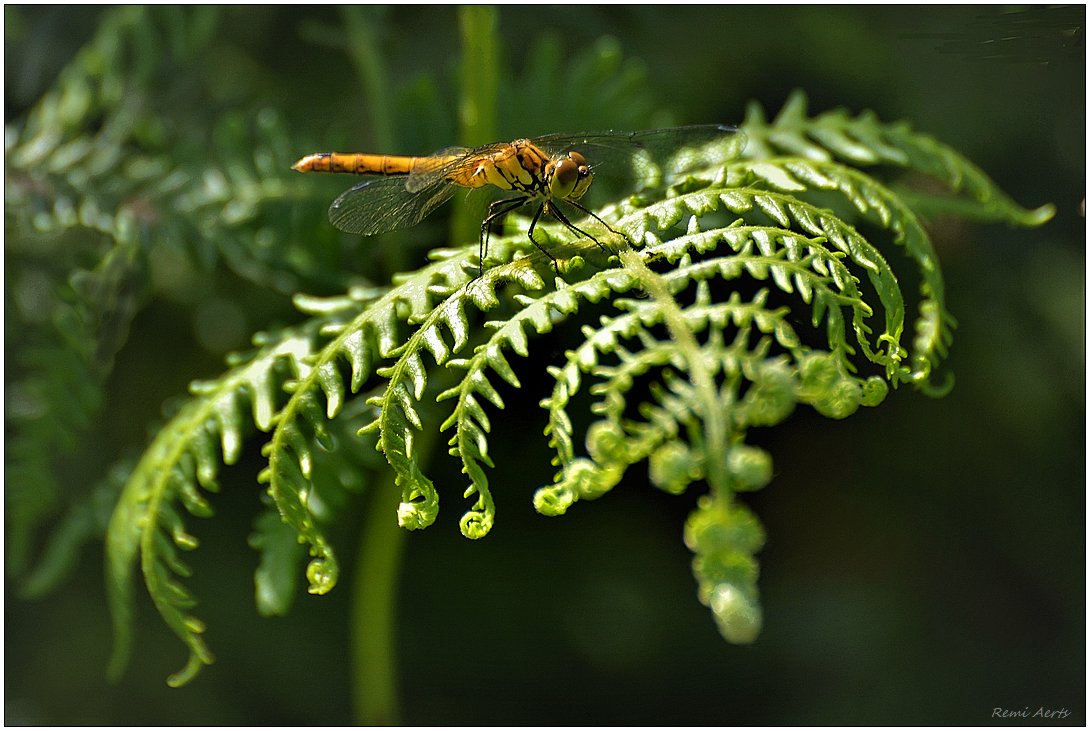 photo "***" tags: nature, macro and close-up, 