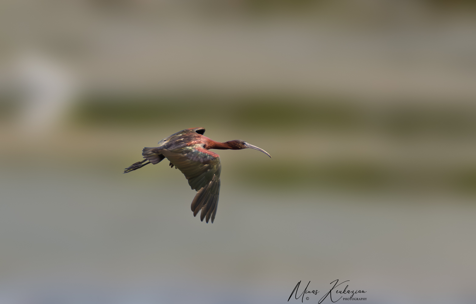 photo "Glossy Ibis" tags: nature, wild animals bird