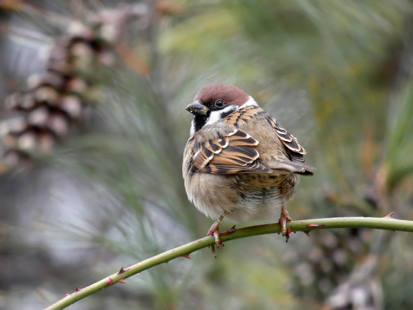 photo "***" tags: nature, wild animals