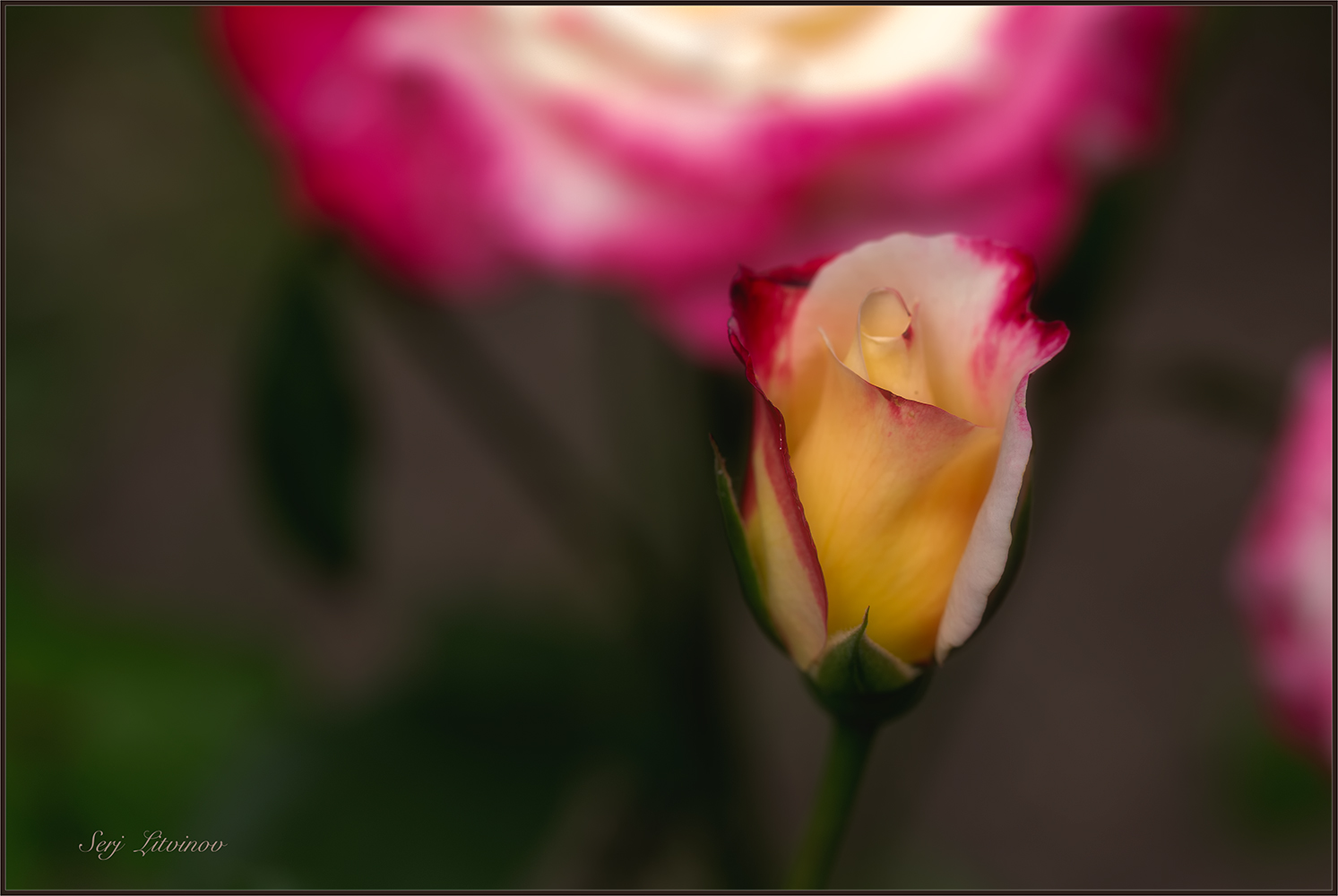 photo "***" tags: nature, 