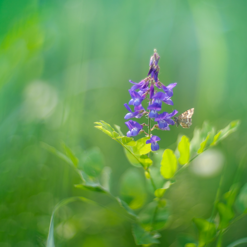photo "***" tags: nature, macro and close-up, 