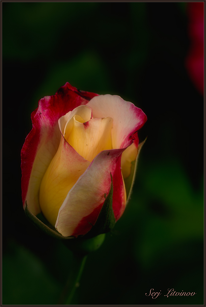 photo "***" tags: nature, 